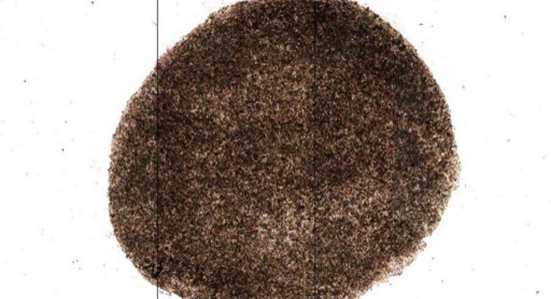 Imagem divulgada pelo Instituto Riken mostra material preparado a partir de células iPS que foi usado em cirurgia realizada nesta sexta-feira (Foto: Riken/Jiji Press/AFP)