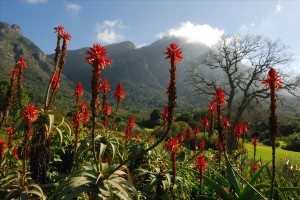 Kirstenbosch National Botanical Garden