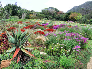 Kirstenbosch National Botanical Garden