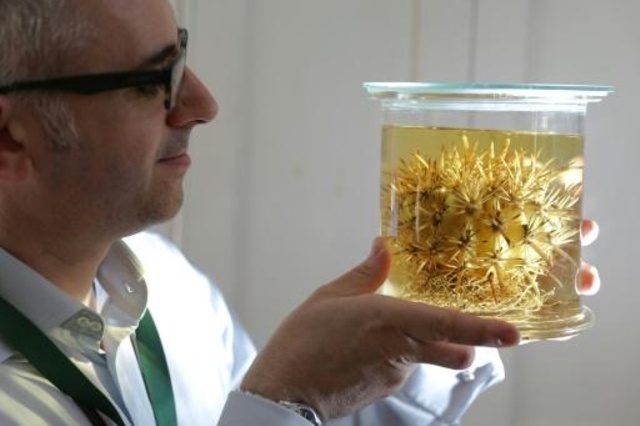 Primeiro censo mundial de plantas (Foto: Reprodução)