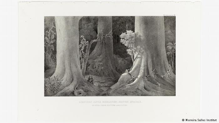 As árvores que nasceram antes de Cristo na floresta às margens do Rio Amazonas (c.1840)