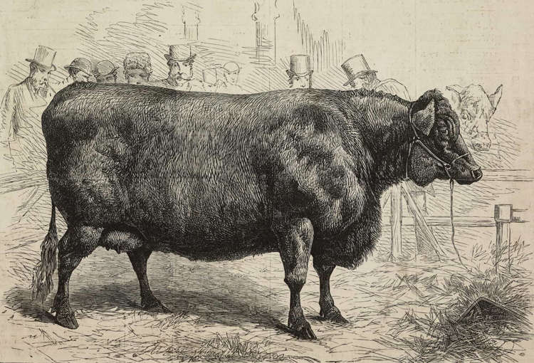 Scotch Cattle (Gado Escocês)