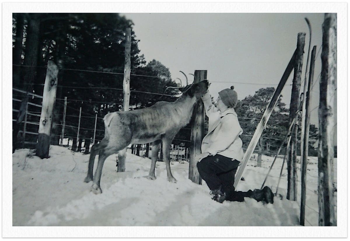 Ethel Lindgren em 1952 em Cairngorms, uma cadeia de montanhas nas Terras Altas da Escócia, onde ela introduziu renas naquele ano.Crédito...Rena Cairngorm