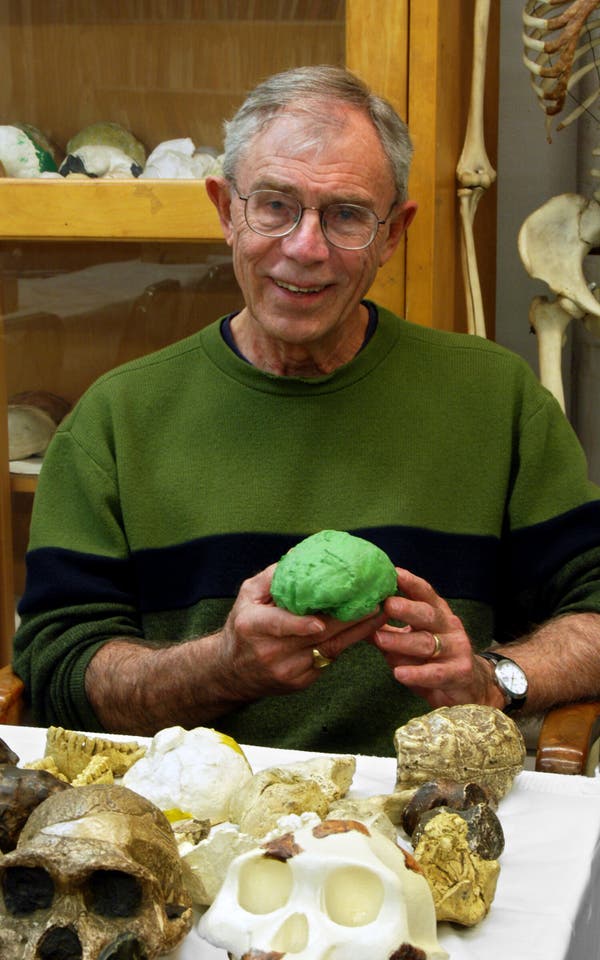 Dr. Holloway em 2008. Ele demonstrou que os primeiros hominídeos “tinham cérebros definitivamente diferentes dos de qualquer macaco, apesar de seu pequeno tamanho”.Crédito...via Instituto da Idade da Pedra