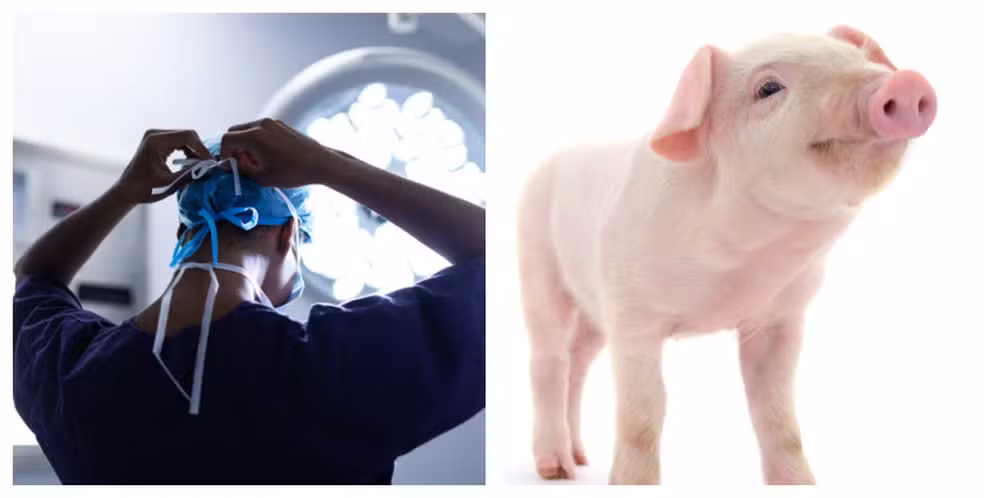 Homem na China viveu mais de 170 dias após transplante de fígado de porco, relatam médicos — Foto: Adobe Stock