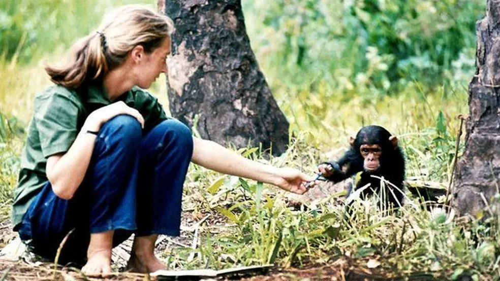 Após sua primeira viagem, Goodall retornou à África para aprender mais sobre os chimpanzés — Foto: Instituto Jane Goodall/via BBC