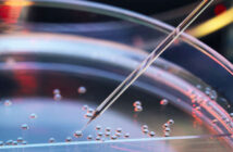 professor Shoukhrat Mitalipov