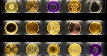 Imagem mostra placas de Petri com cultura de micróbios exibidas no museu Micropia, em Amsterdã (Foto: AFP Photo/Micropia/Maarten Van Der Wal)