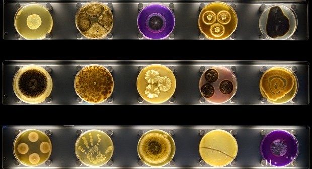 Imagem mostra placas de Petri com cultura de micróbios exibidas no museu Micropia, em Amsterdã (Foto: AFP Photo/Micropia/Maarten Van Der Wal)