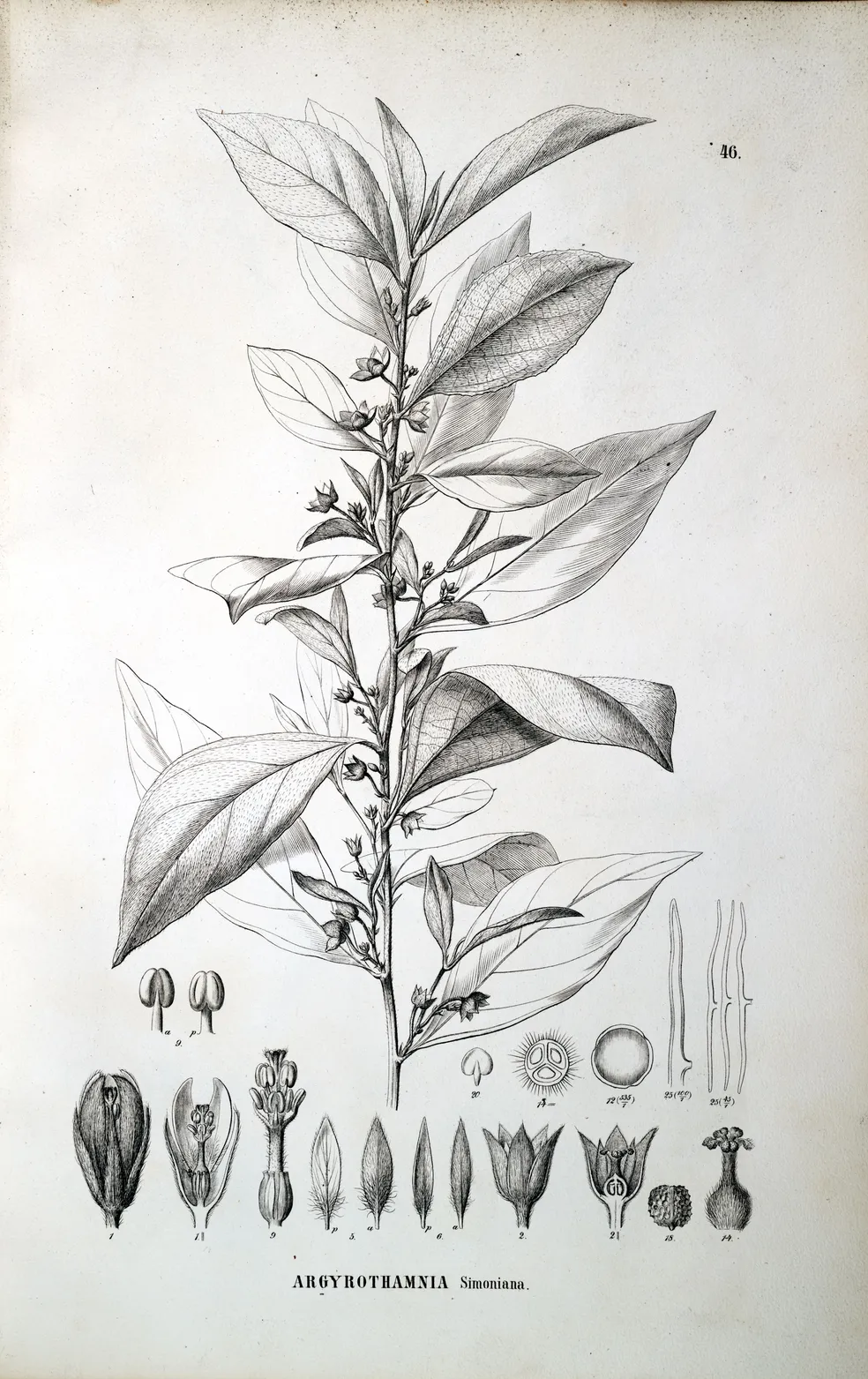Argyrothamnia simoniana descrita na obra digitalizada do Flora Brasiliensis — Foto: Johannes Müller Argoviensis / Centro de Referência em Informação Ambiental (Cria)
