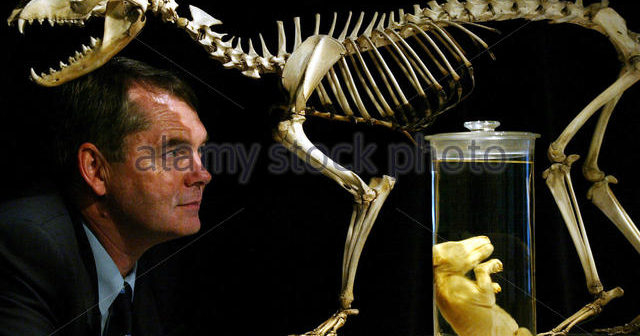 O diretor do museu australiano, o professor Michael Archer, olha para um embrião e esqueleto de tigre de Tasmania de 1866
