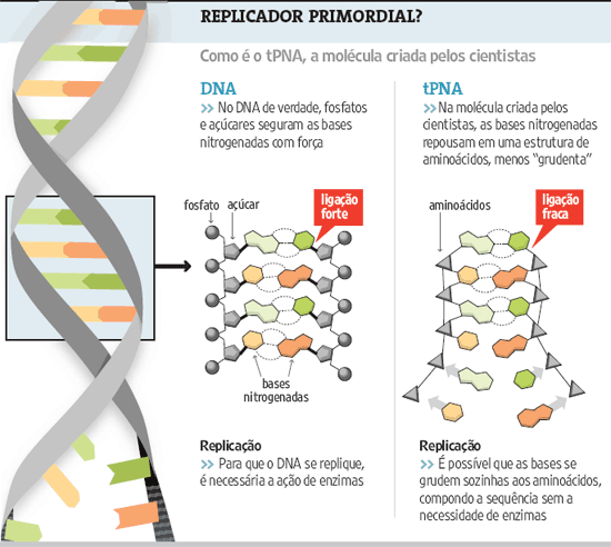 RNA / DNA (ácido ribonucleico)