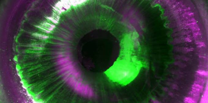 Ultramiscrocope Blaze