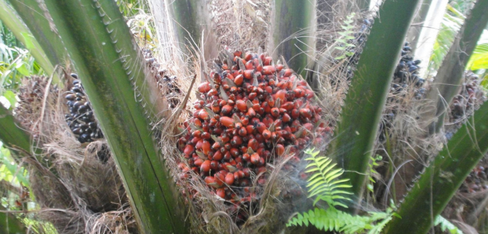 Brasil BioFuels (BBF)