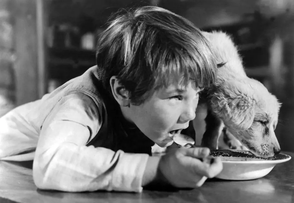 Kevin Corcoran no filme da Disney de 1957 “Old Yeller”. (Credito: Walt Disney Productions)