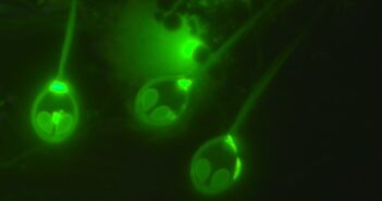 parasite anaerobic 1024