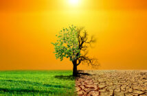 Imagem do conceito de aquecimento global mostrando os efeitos da terra seca no ambiente em mudança das árvores. O conceito de mudança climática. Conceito ambiental e aquecimento global, grandes árvores vivem e morrem.