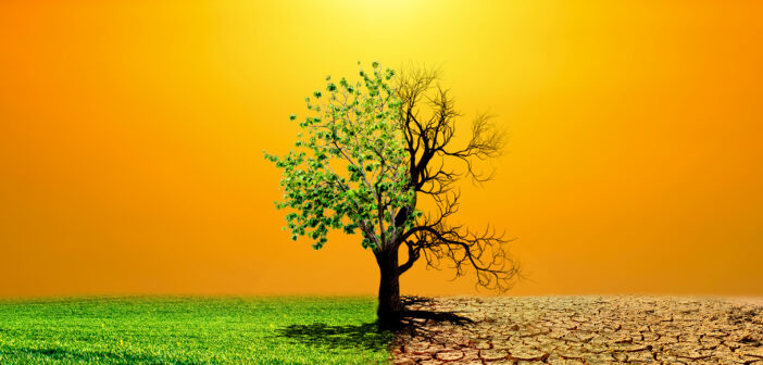 Imagem do conceito de aquecimento global mostrando os efeitos da terra seca no ambiente em mudança das árvores. O conceito de mudança climática. Conceito ambiental e aquecimento global, grandes árvores vivem e morrem.