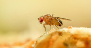 Normalmente, a reprodução da mosca Drosophila melanogaster é sexuada © Getty Images