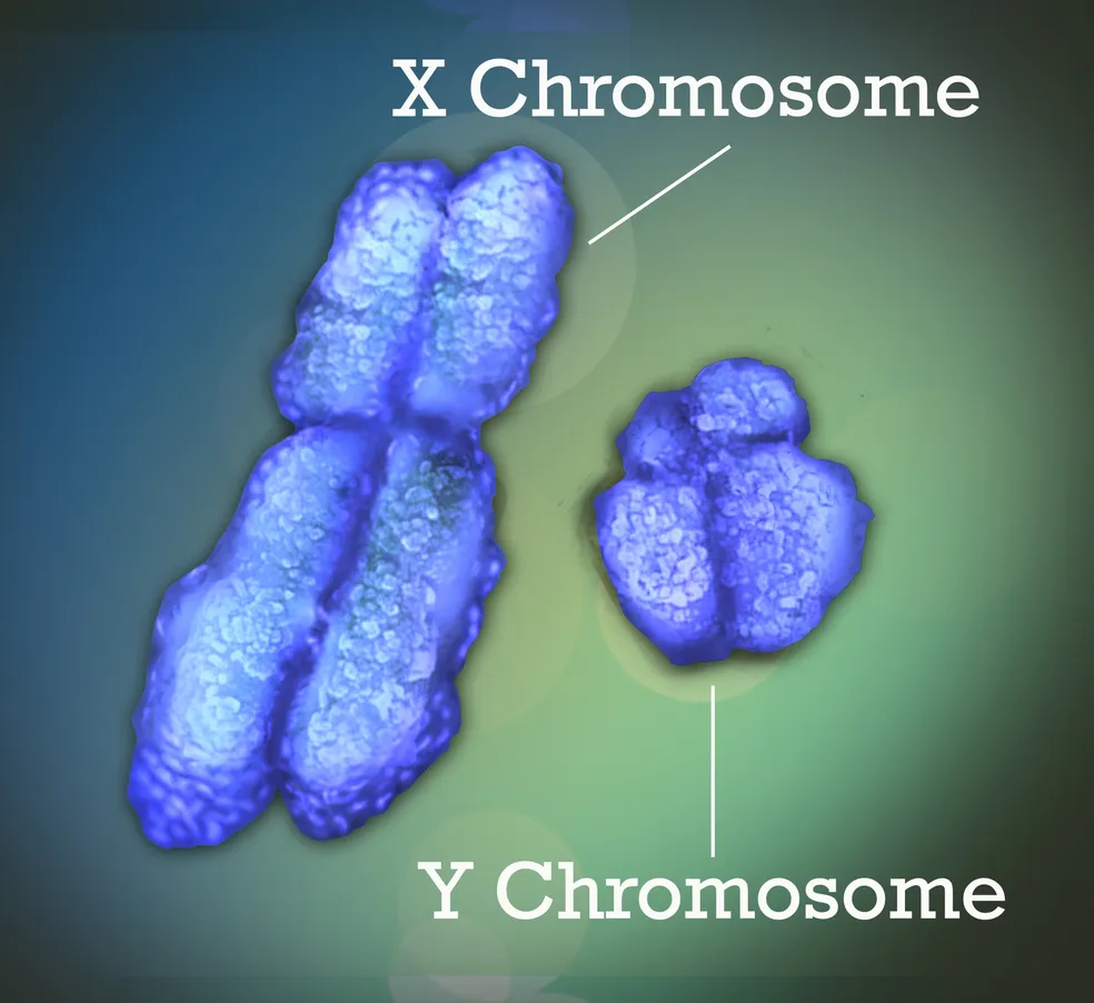 Os cromossomos X e Y, também conhecidos como cromossomos sexuais, determinam o sexo biológico de um indivíduo. — Foto: Jonathan Bailey, National Human Genome Research Institute, National Institutes of Health