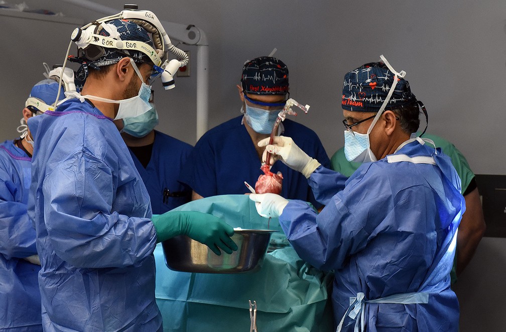Os médicos preparam o coração de porco para o transplante. — Foto: University of Maryland School of Medicine
