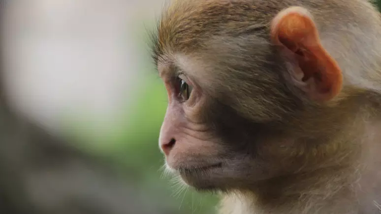 Cientistas usam células-tronco para criar o primeiro macaco quimérico do mundo (Foto: Travel-photography/Freepik / Canaltech