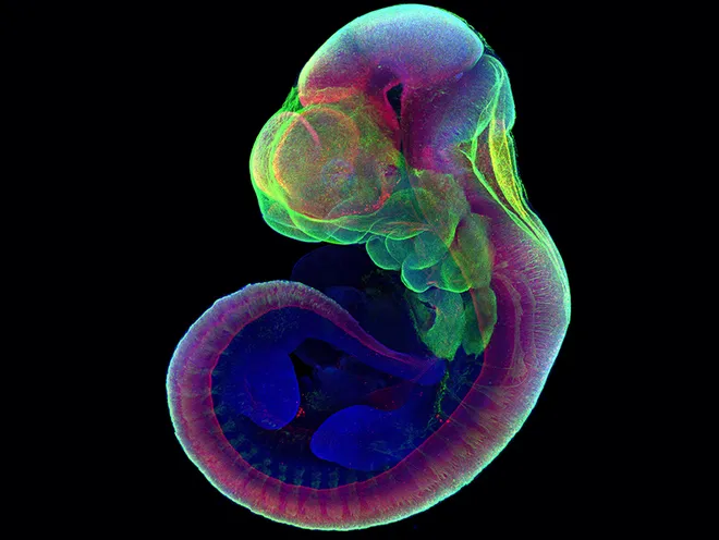 Pesquisas com embriões de camundongos, como o aqui representado, foram pioneiras no desenvolvimento de embriões sintéticos a partir de células-tronco: a ciência tem avançado mais rápido do que a legislação, nesse caso (Imagem: Jacob Hanna/ Weizmann Institute of Science)