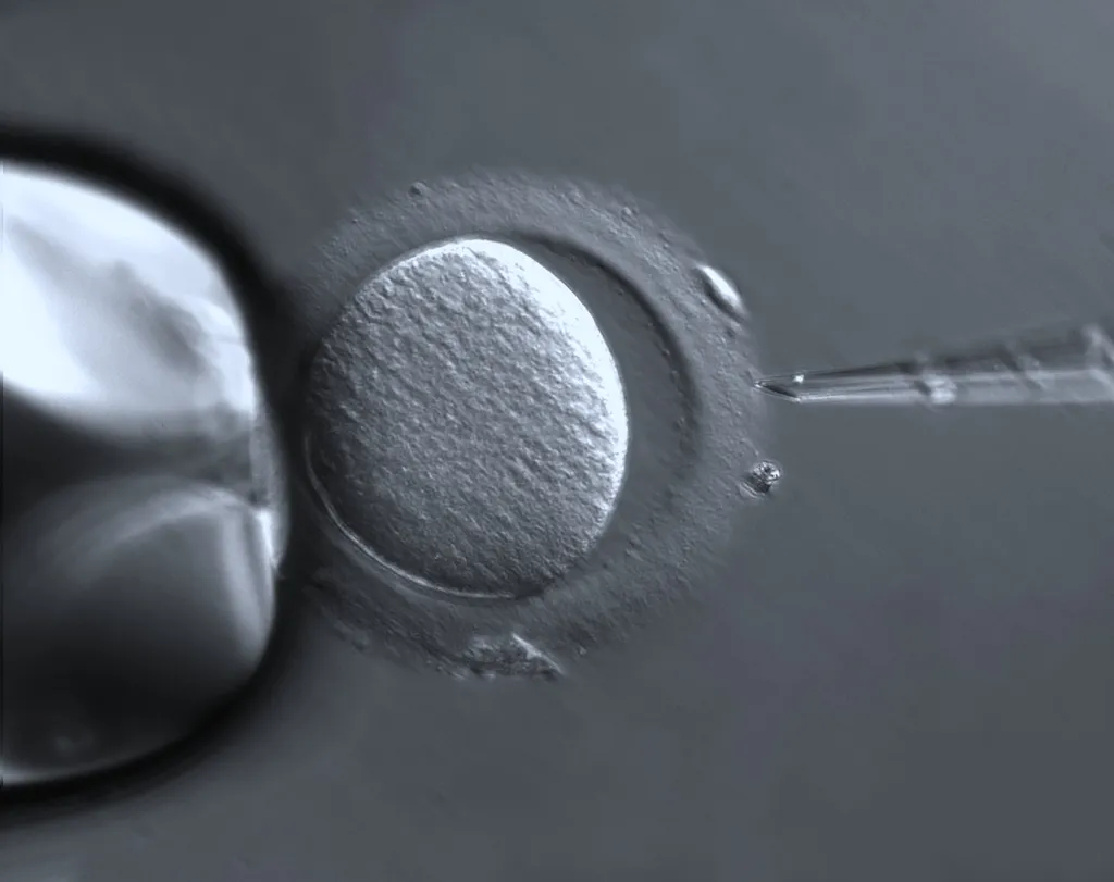 A legislação ainda é confusa quando falamos sobre embriões sintéticos — se eles são como os naturais, porque não tratá-los assim perante a lei? (Imagem: ZEISS Microscopy/CC-BY-2.0)