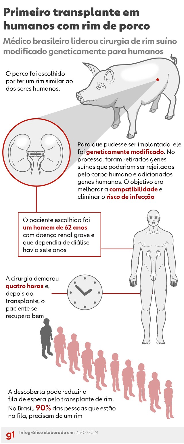 Médico brasileiro lidera primeiro transplante de rim suíno geneticamente modificado — Foto: Arte/g1